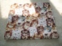 Cotton Cat Face Print Cotton Cat Face Print