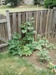 Garden Corner