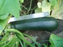 monster zucchini