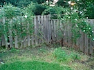 Climbing Rose Starting to Bloom