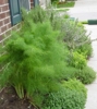Huge Fennel Taking Over Garden Huge Fennel Taking Over Garden