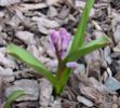 Growing Lilac